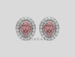 18k white gold Oval Diamond Halo Earrings made with an fancy pink oval cut solitaire diamonds set in a four prong setting